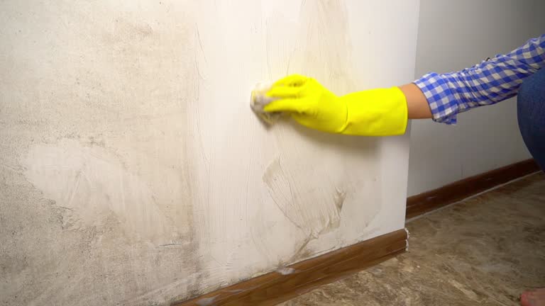 Professional Mold Removal in Crete, NE